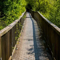 Dromore Wood Nature Reserve - Ennis