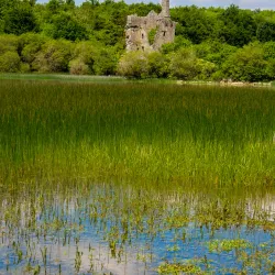 Dromore Wood Nature Reserve - Ennis