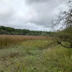 Dromore Wood Nature Reserve - Ennis
