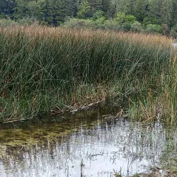 Dromore Wood Nature Reserve - Ennis