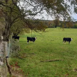 Delgany Village - Greystones