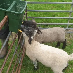 Delgany Village - Greystones