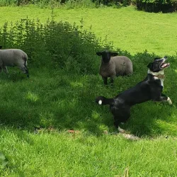 Delgany Village - Greystones