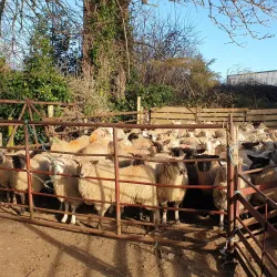 Delgany Village - Greystones