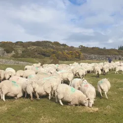 Delgany Village - Greystones