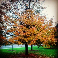 Greystones Golf Club - Greystones