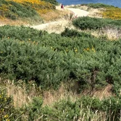 Howth Cliff Walk - Howth