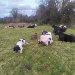 Lough Gowna Walking Trails - Keenagh