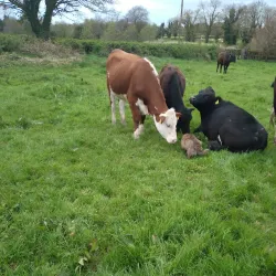 Lough Gowna Walking Trails - Keenagh