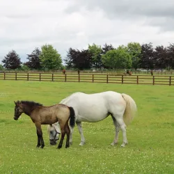 Irish National Stud & Gardens - Kildare