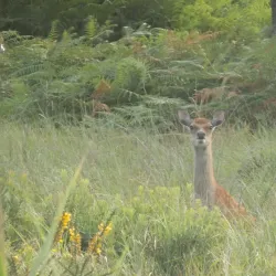Gap of Dunloe - Killarney