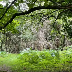Innisfallen Island - Killarney