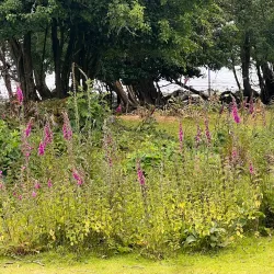 Innisfallen Island - Killarney