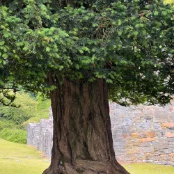Innisfallen Island - Killarney