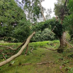 Innisfallen Island - Killarney