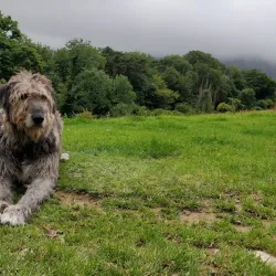 Muckross Traditional Farms - Killarney