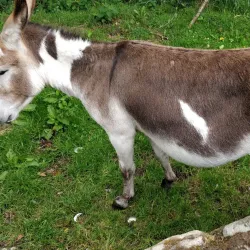 Muckross Traditional Farms - Killarney