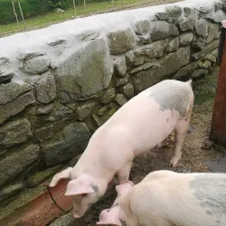 Muckross Traditional Farms - Killarney