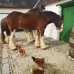 Muckross Traditional Farms - Killarney