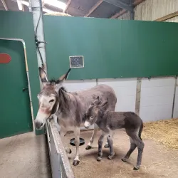 Muckross Traditional Farms - Killarney
