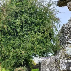 Fenagh Abbey - Leitrim
