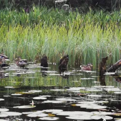 Lough Gill - Leitrim