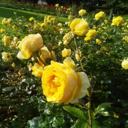 People's Park Pavilion - Limerick