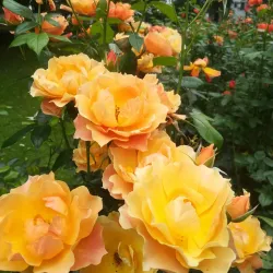 People's Park - Limerick