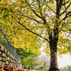 Longford Town Park - Longford