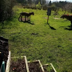 Longford Town Park - Longford