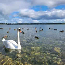 Lough Rea Lake - Loughrea