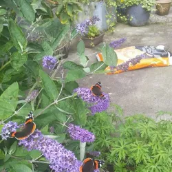 Loughrea Market House - Loughrea