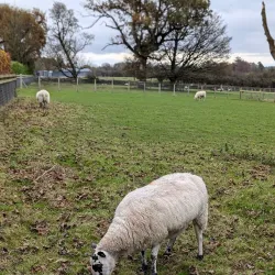 Loughrea Park - Loughrea