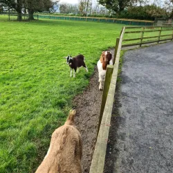 Loughrea Park - Loughrea