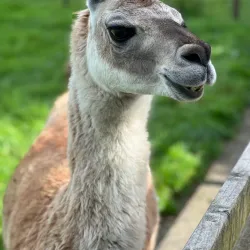 Loughrea Park - Loughrea