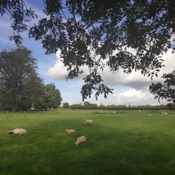 Loughrea Park - Loughrea