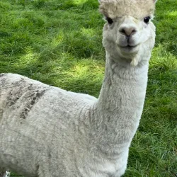 Loughrea Park - Loughrea