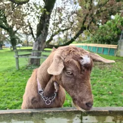 Loughrea Park - Loughrea
