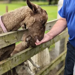 Loughrea Park - Loughrea