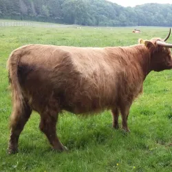 Lucan Demesne - Lucan