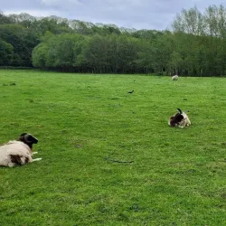 Lucan Demesne - Lucan