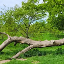 Lucan Demesne - Lucan