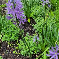 Lucan Demesne - Lucan