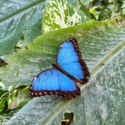 Butterfly House at Malahide Castle - Malahide