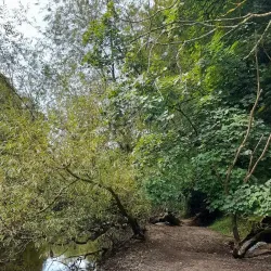 Blackwater River Walk - Mallow