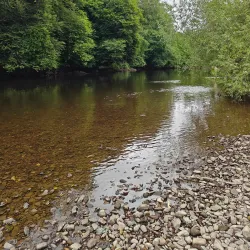 Blackwater River Walk - Mallow