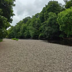 Blackwater River Walk - Mallow