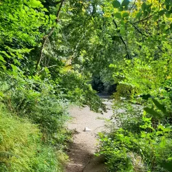 Blackwater River Walk - Mallow