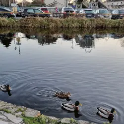 Carton Demesne - Maynooth