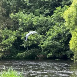 Liffey Linear Park - Maynooth